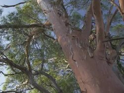 MS Shot of farge tree / Charles Darwin Reserve, Western Australia, Australia    Stock Footage
