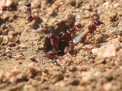 Red Ants - HD Video Stock Footage