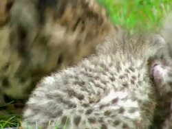 CU Adult Cheetah and three cubs eating large piece of meat / Safari de Peaugres, France Stock Footage
