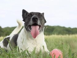 HD SUPER SLOW-MO: Dog Resting In The Grass Stock Footage
