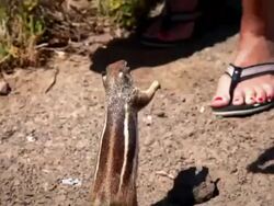 Chipmunk wants nut Stock Footage