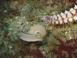 Spiny starfish (Marthasterias glacialis) with painted topshell (Calliostoma Zizyphinum) trying to escape, Channel island,, UK Stock Footage