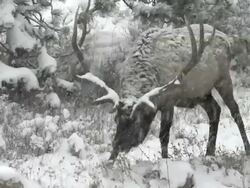 CU Shot of large bull elk grazing during snow storm / Estes Park, Colorado, United States Stock Footage