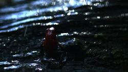Rain falls on a poison dart frog that hops along the ground. Stock Footage