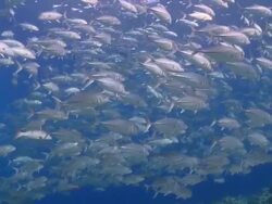 School of Bigeye Trevallies (Caranx sexfasciatus) drifting slowly then turns and swims in opposite direction, profile, side view, Vaavu Atoll, The Maldives Stock Footage