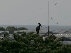 Storks on a treetop with tin roofs in background. Stock Footage