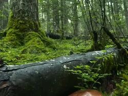 forest Stock Footage