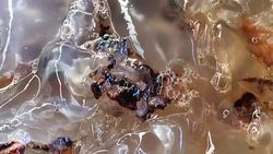 CLEAN : China's jellyfish hauling mules a dying breed News Clip