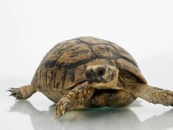 Turtle Stock Footage