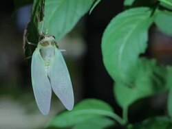 T/L, A Newlyâ€emerged Cicada. Tokyo, Japan. Stock Footage