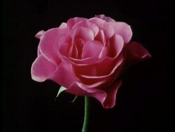 CU T/L flower, pink rose blooming and dying, England Stock Footage