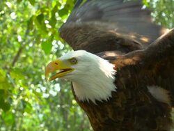 American Bald Eagle, Flapping Wings Stock Footage