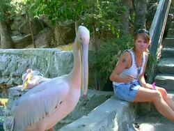 girl and a pelican Stock Footage