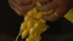 A woman pulls apart silk cocoons. Stock Footage