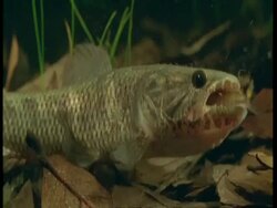 CU Underwater view of Traira fish eating smaller fish, South America Stock Footage