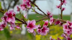 Peach tree blossoms Stock Footage