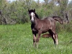 WS SLO MO View of camargue horse foal shaking on field / Saintes Marie de la Mer, Camargue, France Stock Footage