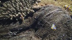 Clown Fish Stock Footage