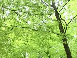 HD: Green trees Stock Footage