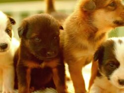 Puppy Cute Stock Footage