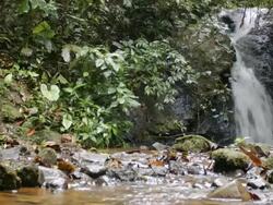 Waterfall in tropical rainforest, Ecuador Stock Footage