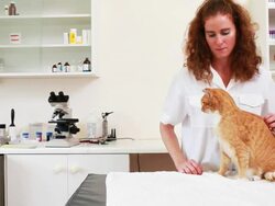 Portrait of a vet and cat Stock Footage