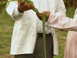 Agriculture expert guiding to a farmer in the farm, Haryana, India Stock Footage
