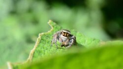 Spider eating worm Stock Footage