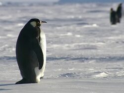 WS Adult penguin standing at snow / EkstrÃƒÂ¶m Ice Shelf,Atka Iceport Emperor Penguin Colony,  Queen Maud land, Antarctica Stock Footage