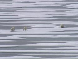 Polar Bear and her cubs in the Arctic News Clip