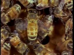 MCU honey bee fanning honey comb with wings, air conditioning Stock Footage