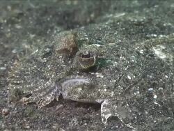 CU Shot of Flounder head / Lembeh strait, Sulawesi, Indonesia  Stock Footage