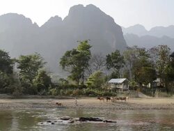 WS Water buffalo in namsong river / Vang Vieng, Vientiane, Loas Stock Footage