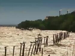 Pollution on living things Stock Footage