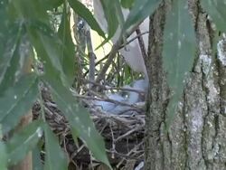 Snowy Egret Chicks Closeup Stock Footage