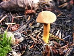 Mushroom Stock Footage