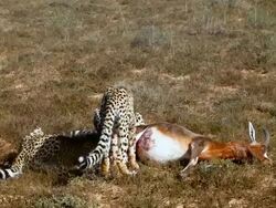 MS Two juvenile cheetahs (Acinonyx jubatus) and their mother eating dead kudu (Tragelaphus imberbis) / Port Elizabeth, South Africa Stock Footage