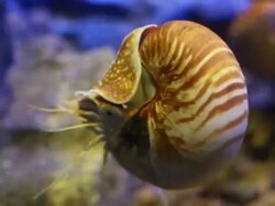 Nautilus pompilius Stock Footage