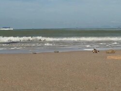 Beach Crab Stock Footage