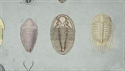 The Trouble With Trilobites Instructional Video