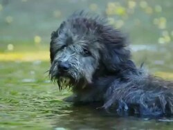 Dog in stream ,HD Stock Footage