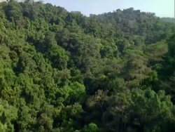 Aerial over Panama rainforest, Barro Colorado Island (BCI).  Panama. Stock Footage