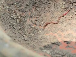 Earthworm Stock Footage