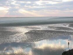 WS Shot of egret bird walking through water / St. Simons Island, Georgia, United States Stock Footage