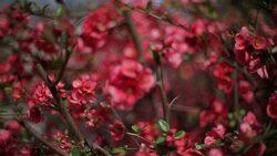 the smell of spring Stock Footage