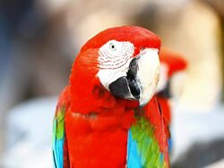 Red Macaw Stock Footage