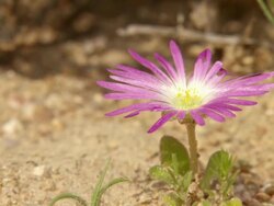 WS ZI Shot of Single pink vygie growing on gravel / Namaqualand, Northern Cape, South Africa Stock Footage