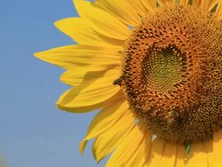 Bee On A Sunflower Stock Footage