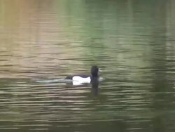 Charlottenburg duck 6  1080/60i Stock Footage