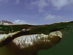 CU View of Olive Ridley turtles mating on surface / Guanacaste, Costa Rica Stock Footage